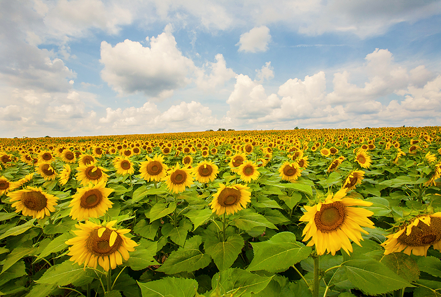 Sun Flowers, Statesville NC
